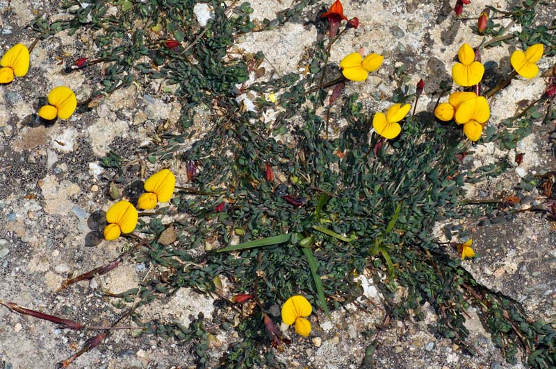 Lotus corniculatus subsp. alpinus / Ginestrino alpino